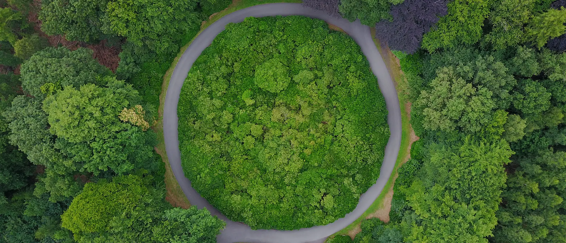 Circular pathway in the middle of a forest, seen from above